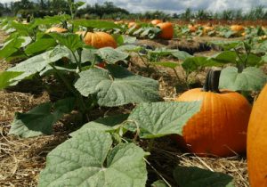 Pumpkin Patch at Evergreen Tree Farm