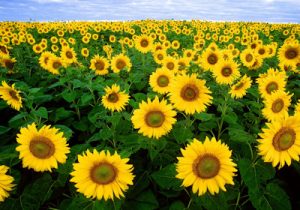 sunflowers at evergreen tree farm