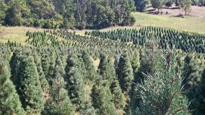 Evergreen Christmas Tree Farm