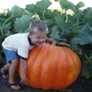 In the Pumpkin Patch