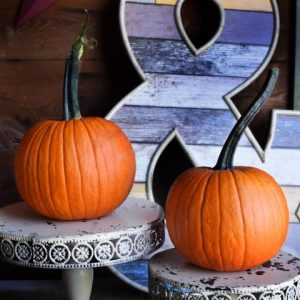 Pumpkins at Every Soul Acres Pumpkin Patch