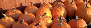 Pumpkins at Every Soul Acres