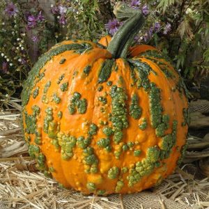 Warty Goblin