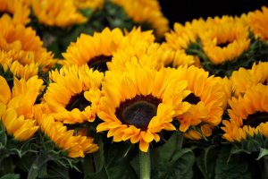 sunflowers at Every Soul Acres Farm