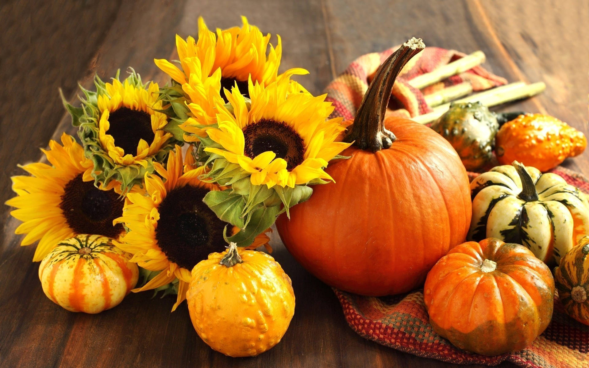 pumpkins and sunflowers at Every Soul Acres Every Soul Acres in Keezletown, VA