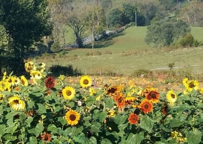 field of sunflowers