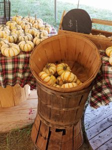 Pumpkins in a Basket at Every Souls Acres
