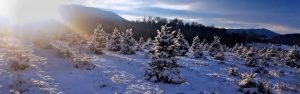 snowy trees