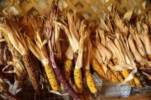 Indian Corn