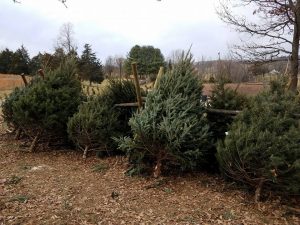 Christmas trees at every soul acres