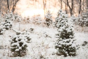Snow on pine trees