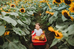 baby in wagon in field of sunflowers