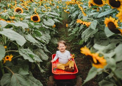 baby in wagon in field of sunflowers