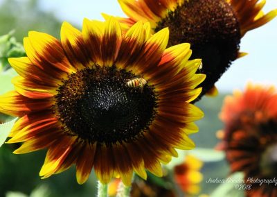 bee on sunflower