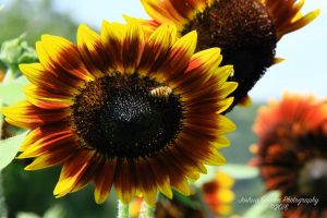 bee on sunflower