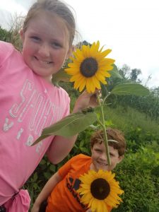 kids picking sunflowers
