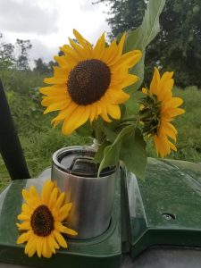 Picked sunflowers