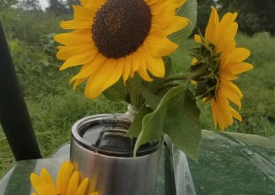 Picked sunflowers