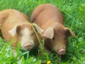 pigs at every soul acres