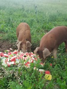 pigs eating watermelon
