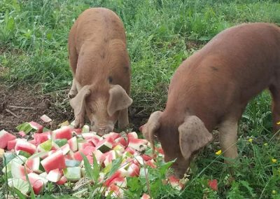 pigs eating watermelon