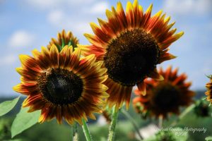 sunflowers
