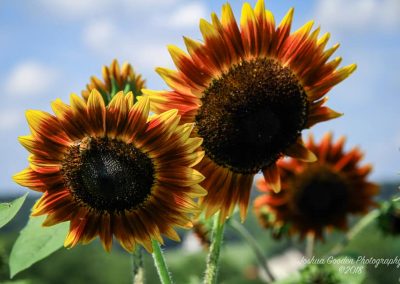 sunflowers