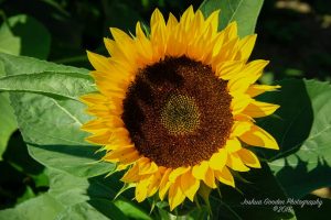 yellow sunflower