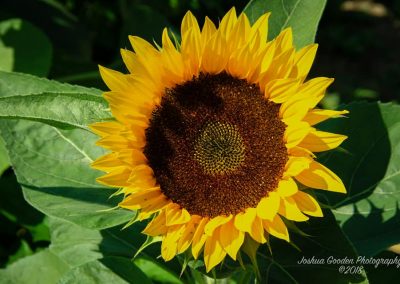 yellow sunflower