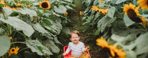 Baby in a wagon in a field of sunflowers - 1420x556