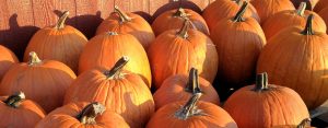 Pumpkins at sunset - 1420x556