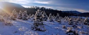Header: Sunlight on snowy Christmas Trees - 1420x556