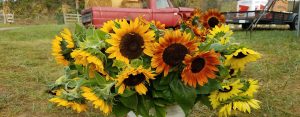 Sunflowers in bucket - 1420x556