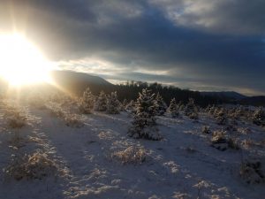 Sunlight on snowy Christmas Trees