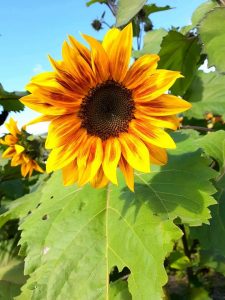 A tall cheery, yellow sunflower