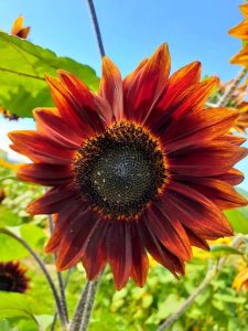 A beautiful rust colored sunflower