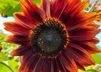 A beautiful rust colored sunflower