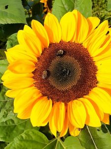 Two bees gather pollen from a bright sunflower