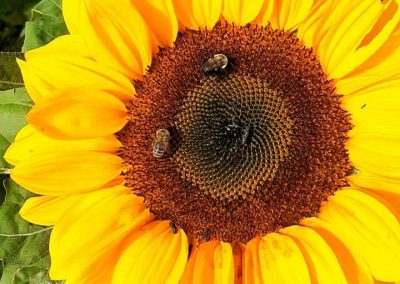 Two bees gather pollen from a bright sunflower
