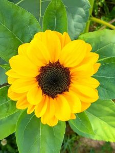 A bright yellow sunflower viewed from above