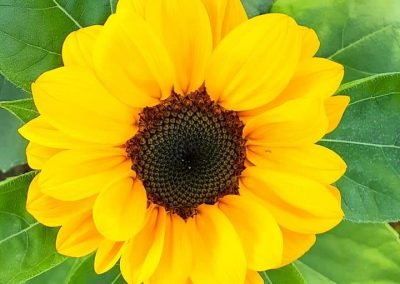 A bright yellow sunflower viewed from above