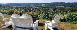 Adirondak chairs with a beautiful view of our sunflower field
