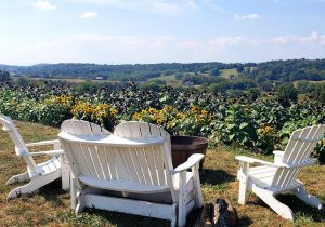 Adirondak chairs with a beautiful view of our sunflower field