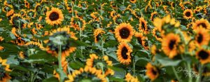 Field of sunflowers at Every Soul Acres