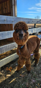 Alpaca