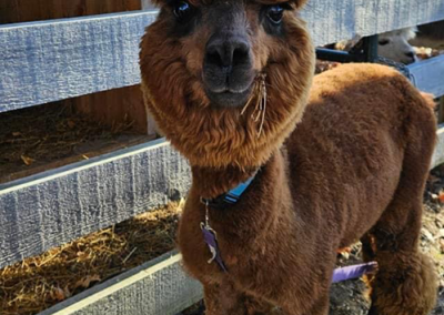 Alpaca