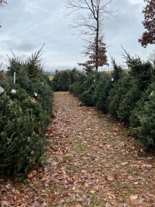 A path through rows of precut trees