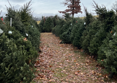 A path through rows of precut trees