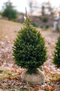 Small tree with burlap root bag