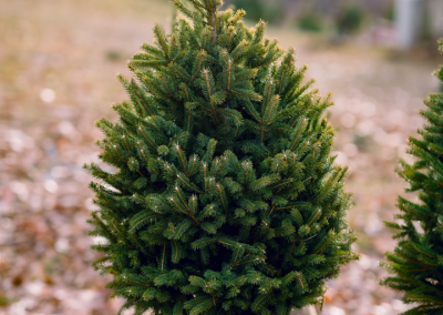 Small tree with burlap root bag